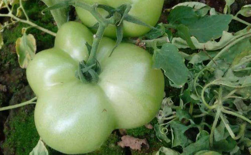 μٷѻι4ܹؼ