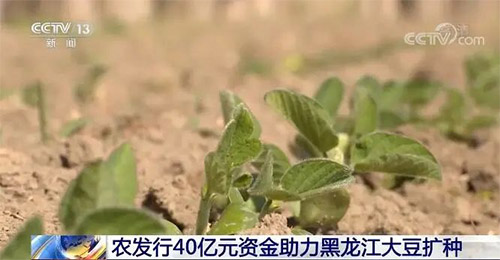 农发行提供40亿元资金助力黑龙江大豆扩种