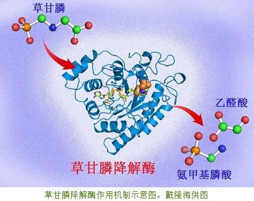 中国科学家揭示植物降解草甘膦的分子机制！