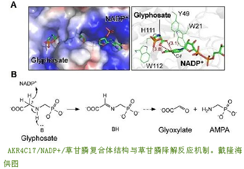 中国科学家揭示植物降解草甘膦的分子机制！