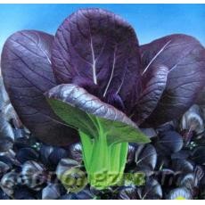 保健蔬菜 紫叶油菜种子 紫油菜