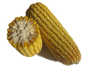 ϷNI