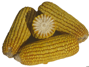 ϷNI