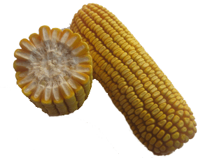 ϷNI