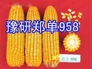 豫研郑单958