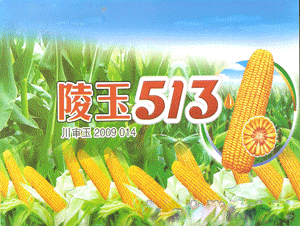 513