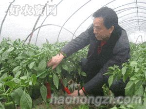 ճӦɫ߲԰