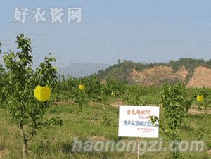 ճƲ澥