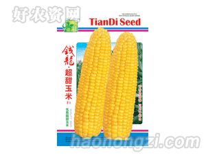 玉米种-钱龙超甜玉米F1
