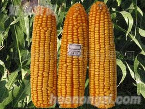 ��ũ-֣��958