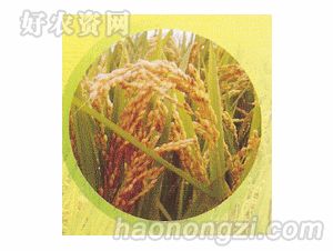 �����ҵ-�68