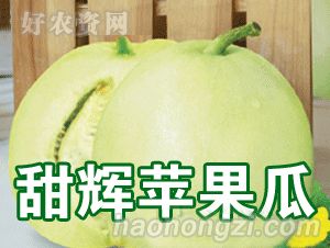 广州市甜辉苹果瓜