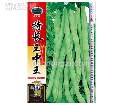 架豆种子-特长王中王-鑫源种业