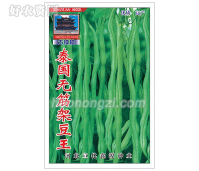 架豆种子-泰国无筋架豆王-鑫源种业