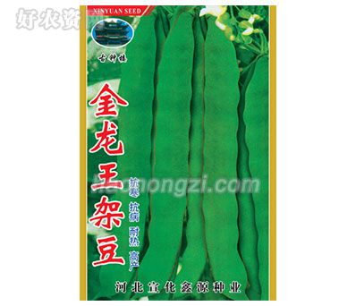 架豆种子-金龙王架豆-鑫源种业