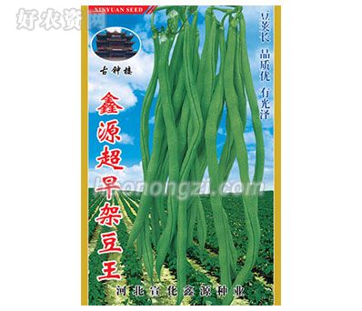 架豆种子-超早架豆王-鑫源种业