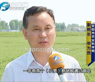 河南新农村频道对小麦的报道